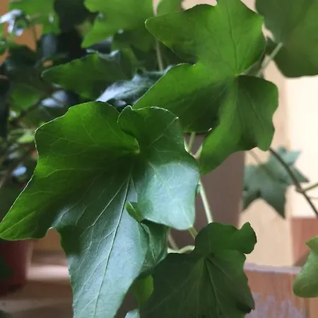 Apartman Sand Milánó